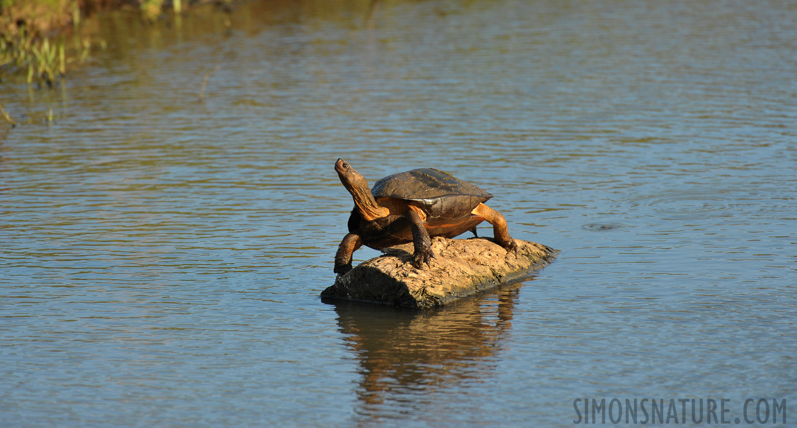 Melanochelys trijuga parkeri [550 mm, 1/1250 sec at f / 7.1, ISO 1600]